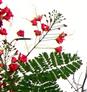 Inflorescence ( Subcorymbose raceme)